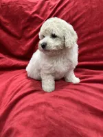 Bruno, a male Maltipoo for sale in Valencia, CA – 6 of 10