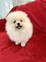 Channel , a female Pomeranian for sale in Valencia, CA – 4 of 10