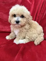 Milo, a male Maltipoo for sale in Valencia, CA – Photo 5 of 10