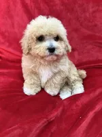 Milo, a male Maltipoo for sale in Valencia, CA – Photo 4 of 10