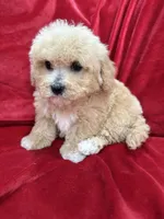 Milo, a male Maltipoo for sale in Valencia, CA – Photo 3 of 10