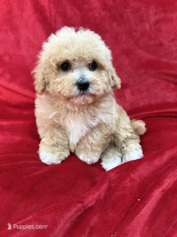 Milo – Maltipoo puppy for sale in Valencia, CA