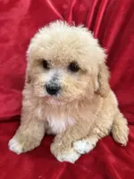 Milo, a male Maltipoo for sale in Valencia, CA – Photo 9 of 10