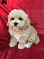 Milo, a male Maltipoo for sale in Valencia, CA – Photo 7 of 10