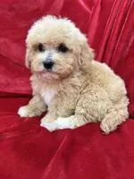 Milo, a male Maltipoo for sale in Valencia, CA – Photo 10 of 10