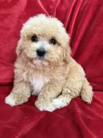 Milo, a male Maltipoo for sale in Valencia, CA – Photo 8 of 10