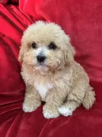 Milo, a male Maltipoo for sale in Valencia, CA – Photo 6 of 10