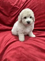 Bruno, a male Maltipoo for sale in Valencia, CA – 5 of 10