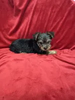 Paris, a female Yorkshire Terrier for sale in Valencia, CA – 10 of 10