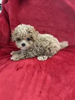 Valentino, a male Maltipoo for sale in Valencia, CA – 9 of 10