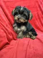 Polo, a male Yorkshire Terrier for sale in Valencia, CA – 4 of 10