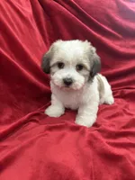 Polo, a male Shihpoo for sale in Valencia, CA – 9 of 10