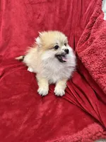 Cobby, a male Pomeranian for sale in Valencia, CA – 5 of 10