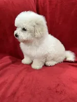 Nina , a female Maltipoo for sale in Valencia, CA – 8 of 9