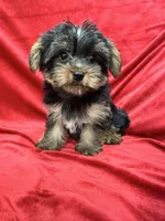 Polo, a male Yorkshire Terrier for sale in Valencia, CA – 9 of 10