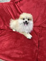 Cobby, a male Pomeranian for sale in Valencia, CA – 7 of 10