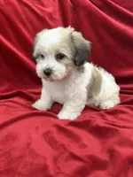 Polo, a male Shihpoo for sale in Valencia, CA – 3 of 10