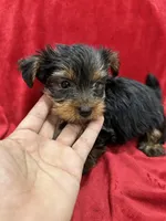 Axel, a male Yorkshire Terrier for sale in Valencia, CA – 5 of 10