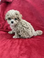 Valentino, a male Maltipoo for sale in Valencia, CA – 10 of 10