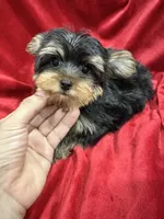 Theo, a male Yorkshire Terrier for sale in Valencia, CA – 5 of 10