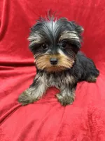 Oliver, a male Yorkshire Terrier for sale in Valencia, CA – Photo 3 of 10