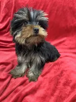 Oliver, a male Yorkshire Terrier for sale in Valencia, CA – Photo 9 of 10