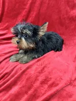 Oliver, a male Yorkshire Terrier for sale in Valencia, CA – Photo 7 of 10
