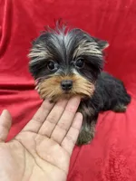 Oliver, a male Yorkshire Terrier for sale in Valencia, CA – Photo 10 of 10