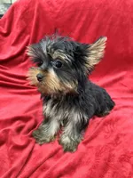Oliver, a male Yorkshire Terrier for sale in Valencia, CA – Photo 8 of 10