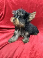 Oliver, a male Yorkshire Terrier for sale in Valencia, CA – Photo 1 of 10