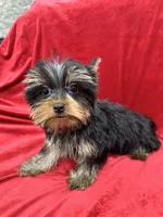 Oliver, a male Yorkshire Terrier for sale in Valencia, CA – Photo 2 of 10