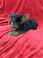 Oliver, a male Yorkshire Terrier for sale in Valencia, CA – Photo 6 of 10