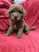 Maxi , a male Maltipoo for sale in Valencia, CA – 5 of 10