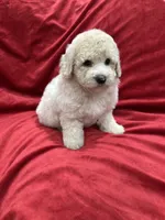 Bruno, a male Maltipoo for sale in Valencia, CA – 4 of 10