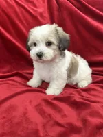 Polo, a male Shihpoo for sale in Valencia, CA – 6 of 10