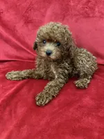Cooper, a male Poodle - Toy  for sale in Valencia, CA – 7 of 10