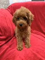 Gina, a female Poodle - Toy  for sale in Valencia, CA – 7 of 8