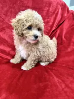 Rapha, a male Maltipoo for sale in Valencia, CA – Photo 10 of 10