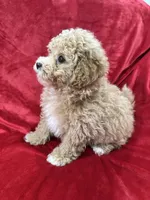 Rapha, a male Maltipoo for sale in Valencia, CA – Photo 5 of 10