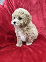 Rapha, a male Maltipoo for sale in Valencia, CA – Photo 6 of 10