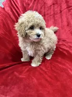 Rapha, a male Maltipoo for sale in Valencia, CA – Photo 8 of 10