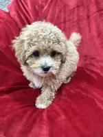 Rapha, a male Maltipoo for sale in Valencia, CA – Photo 2 of 10