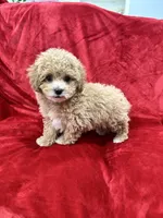 Rapha, a male Maltipoo for sale in Valencia, CA – Photo 9 of 10