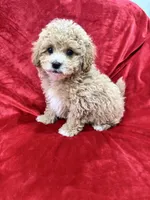 Rapha, a male Maltipoo for sale in Valencia, CA – Photo 4 of 10