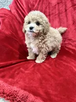 Rapha, a male Maltipoo for sale in Valencia, CA – Photo 3 of 10