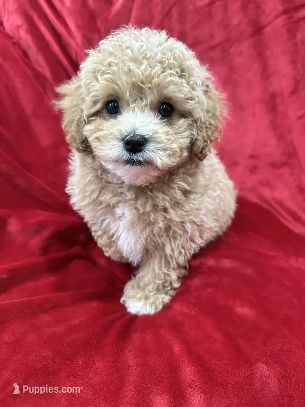 Rapha – Maltipoo puppy for sale in Valencia, CA