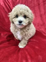 Rapha, a male Maltipoo for sale in Valencia, CA – Photo 1 of 10