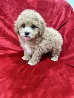 Rapha, a male Maltipoo for sale in Valencia, CA – Photo 7 of 10
