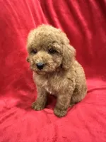 Ruby, a female Poodle - Toy  for sale in Valencia, CA – 8 of 10