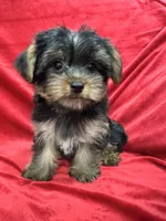 Polo, a male Yorkshire Terrier for sale in Valencia, CA – 6 of 10